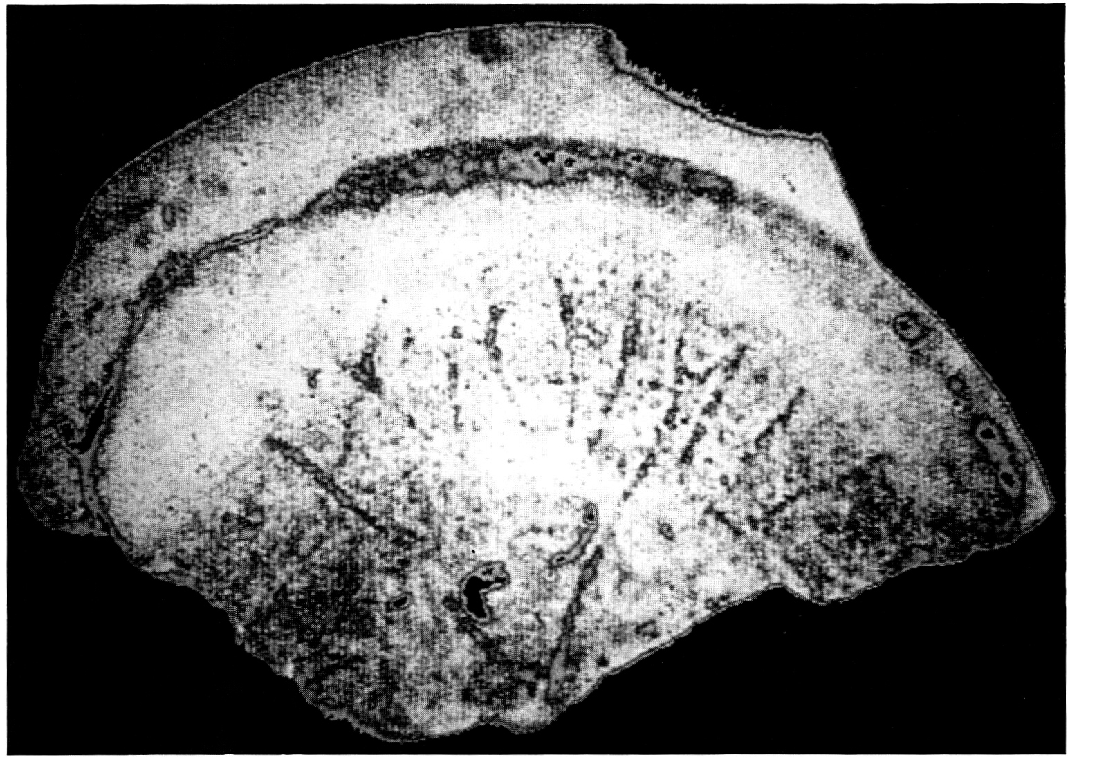 Fig. 12 - Iscrizione etrusca su bucchero da Marzabotto (BO): elaborazione con filtri numerici e trasformazione a pseudo-colore.