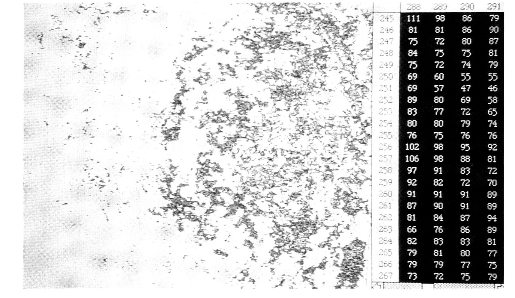 Fig. 17 - Buco di palo da Marzabotto: elaborazione a soglie e a pseudo-colore della matrice numerica.Fig. 1 - Piano di Misano (Comune di Marzabotto-Bologna): particolare del settore IV, isolato 2 (Settembre 1989). Direzione degli scavi Giuseppe Sassatelli. Dati ripresa: supporto a giraffa; altezza dal piano di posa 250 cm, focale 8.5 mm, rapporto di scala in digitalizzazione 1:5 (risoluzione 640x480 pixel), n.fotogrammi 98, tempo di ripresa 194 minuti. Digitalizzatore MacVision: risoluzione 1 bit; processamento su Apple Macintosh SE (2 Mb RAM, 40 HD); montaggio su Canvas 2.0; dimensione 1100 Kbyte.Fig. 2 - A: Piano di Misano, settore IV, isolato 2. Particolare dell'area cortilizia (Settembre 1989). Dati ripresa: supporto a giraffa; altezza dal piano di posa 250 cm, focale 8.5 mm, rapporto di scala in digitalizzazione 1:5 (risoluzione 640x480 pixel), n.fotogrammi 60, tempo di ripresa 116 minuti. Digitalizzatore MacVision: risoluzione colore 8 bit; processamento su Appie Macintosh SE (2 Mb RAM, 40 HD); montaggio su Photoshop 1.0.7; dimensione 647 Kb. B: Piano di Misano, settore IV, isolato 2. Quadro d'unione dell'area cortilizia in grafica vettoriale (Novembre 1989). Elaborazione vettoriale da documento raster su MacDraft 1.2b; dimensione 340 Kb.Fig. 3 - Piano di Misano, settore IV, isolato 2, plateia B, zona Ovest. Dettaglio del rilievo della canaletta lungo il muro Nord, con particolare del piano in ciottoli della muratura e frammenti di embrici utilizzati per la copertura della canaletta (videata di parte del documento in Photoshop 1.0.7). In fase di ripresa, il commento sonoro ha consentito il rilievo, la numerazione e la descrizione di 963 frammenti di embrici nel tempo di 210 minuti.Fig. 4 - Monte Bibele (comune di Monterenzio, Bologna). Abitato di Pianella di Monte Savino, casa 3 (Luglio 1986). Direzione degli scavi Daniele Vitali. Mura perimetrali e documentazione dei materiali e delle unità stratigrafiche relative al piano di vita (Luglio 1986). Dati ripresa: supporto a giraffa, altezza dal piano di posa 210 cm, focale 8.5 mm, rapporto di scala in digitalizzazione 1:4.3 (risoluzione 640x480 pixel), n.fotogrammi 48, tempo di ripresa 95 minuti. Digitalizzatore MacVision, risoluzione colore 8 bit; processamento su Appie Macintosh SE (2 Mb RAM, 40 HD); montaggio su MacDraft 1.2b; vettorializzazione su Canvas 2.0; dimensione 91 Kb.