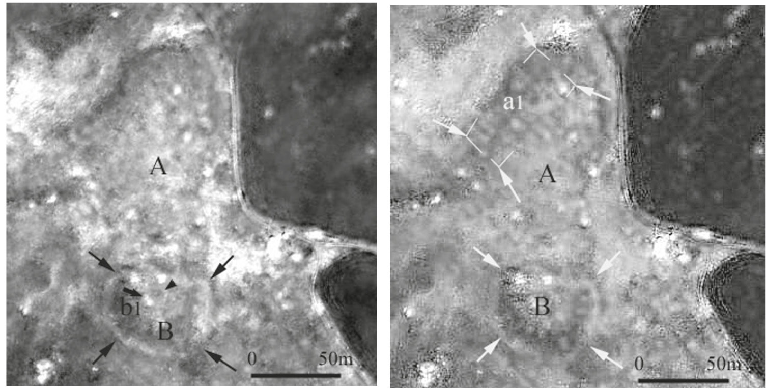 Fig. 3 – Investigated area. (a) QuickBird panchromatic image; (b) Red pansharpened band. A and B indicate the investigated settlement and the artificial mound related to the castle, respectively.