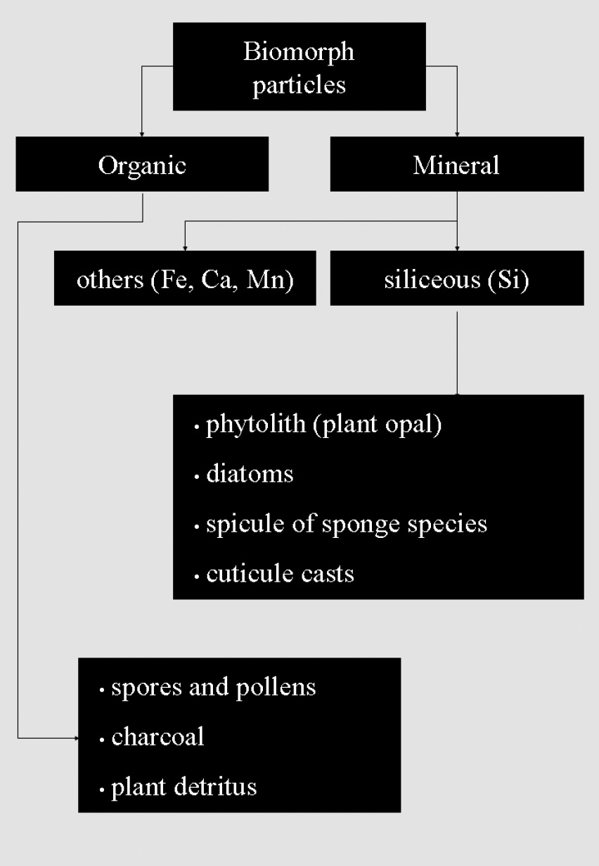 Fig. 1 – Classification of biomorph particles (modified after Golyeva 2001b).