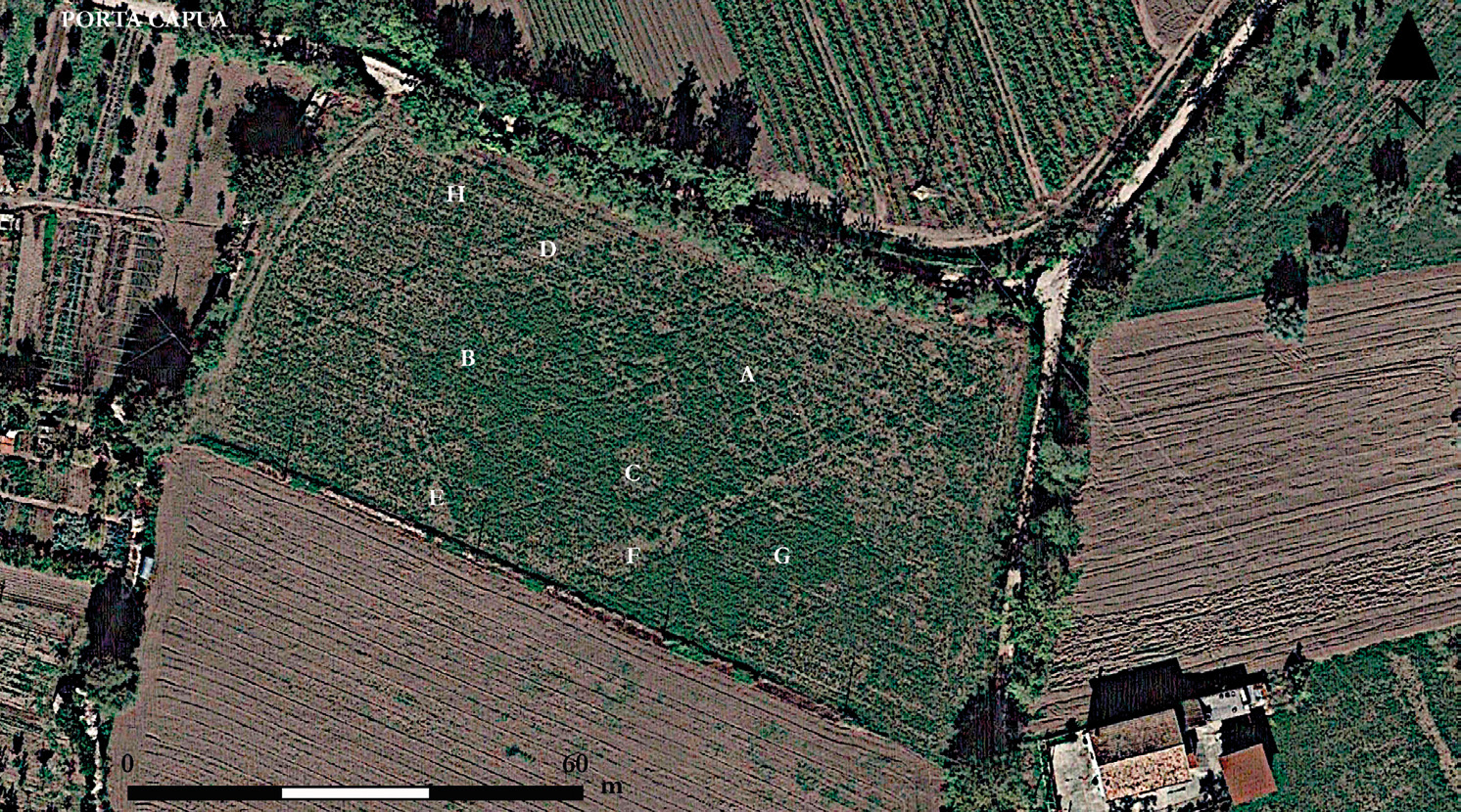 Fig. 7 – Negative cropmarks evidenziano l’isolato posto nell’area compresa tra l’anfiteatro e Porta Capua (immagine elaborata con lo sharpening).