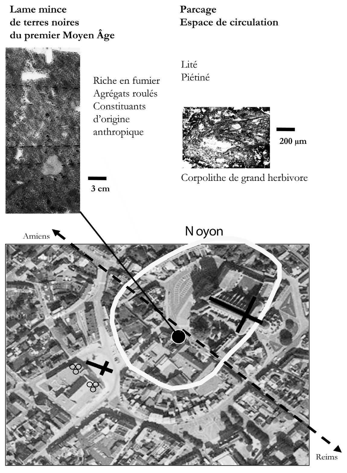 Fig. 6 – Fonctionnalité des espaces et topographie urbaine. L’analyse micromorphologique de la séquence de terres noires du premier Moyen Âge, rue de l’évêché à Noyon, a permis de proposer l’hypothèse de la présence de grands herbivores dans une aire de circulation. L’enregistrement de cette information, en tant qu’hypothèse informant la fonction et l’usage des espaces, est replacé dans le cadre topographique historique connu: espace intra muros de l’enceinte du castrum de l’Antiquité tardive, proximité de l’axe de circulation Reims – Amiens, proximité de structures domestiques (bâtiments).