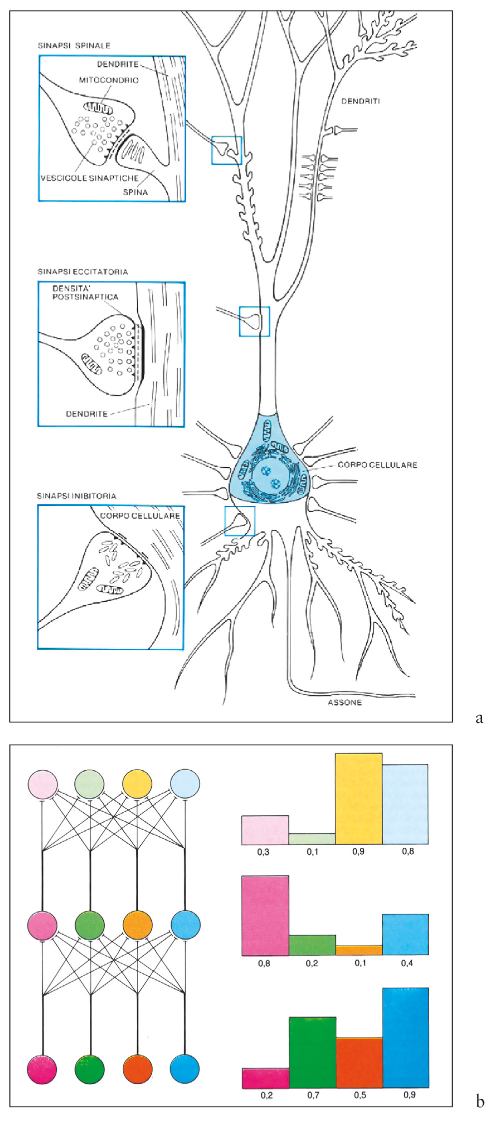 Fig. 4 – a) The synapses, which are based on a neuron in the brain, are excitatory or inhibitory depending on the neurotransmitter released (Storti Gajani 1982); b) Example of a three-layer ANNs in which input neurons (bottom left) elaborate a configuration of activations (bottom right) and transmit to one hidden layer (centre) on the basis of synaptic connections weighed. Hidden layer elements sum the inputs and produce a new configuration of activations (above) which is determined by the intensity of the connections between neurons (Churchland, Churchland 1982).