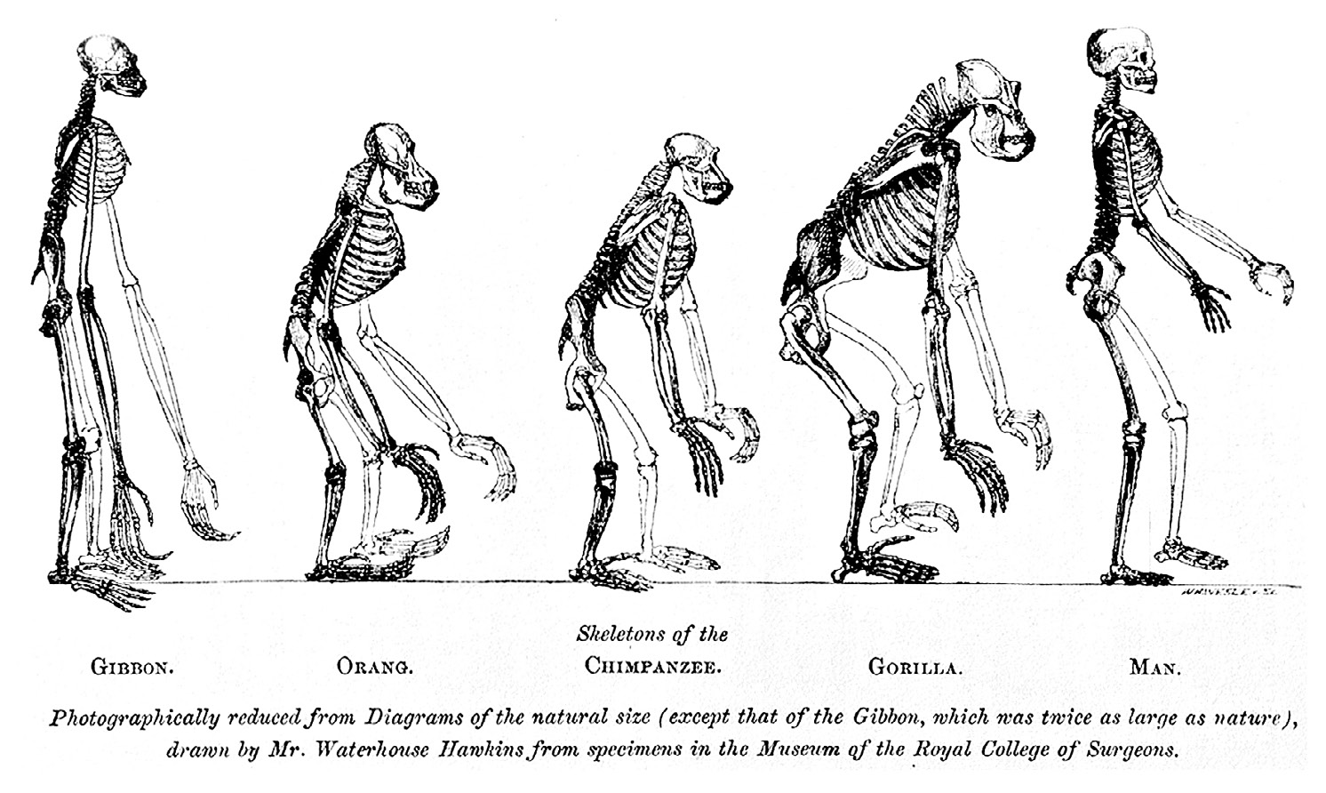 Fig. 8 – This illustration was the frontispiece of Mans’s Place in Nature (1863). Thomas Henri Huxley applied Darwin’s ideas to show that humans and apes had a common ancestor, which challenged the assumed theological thesis that humans held a unique place in the universe (Huxley 1863).