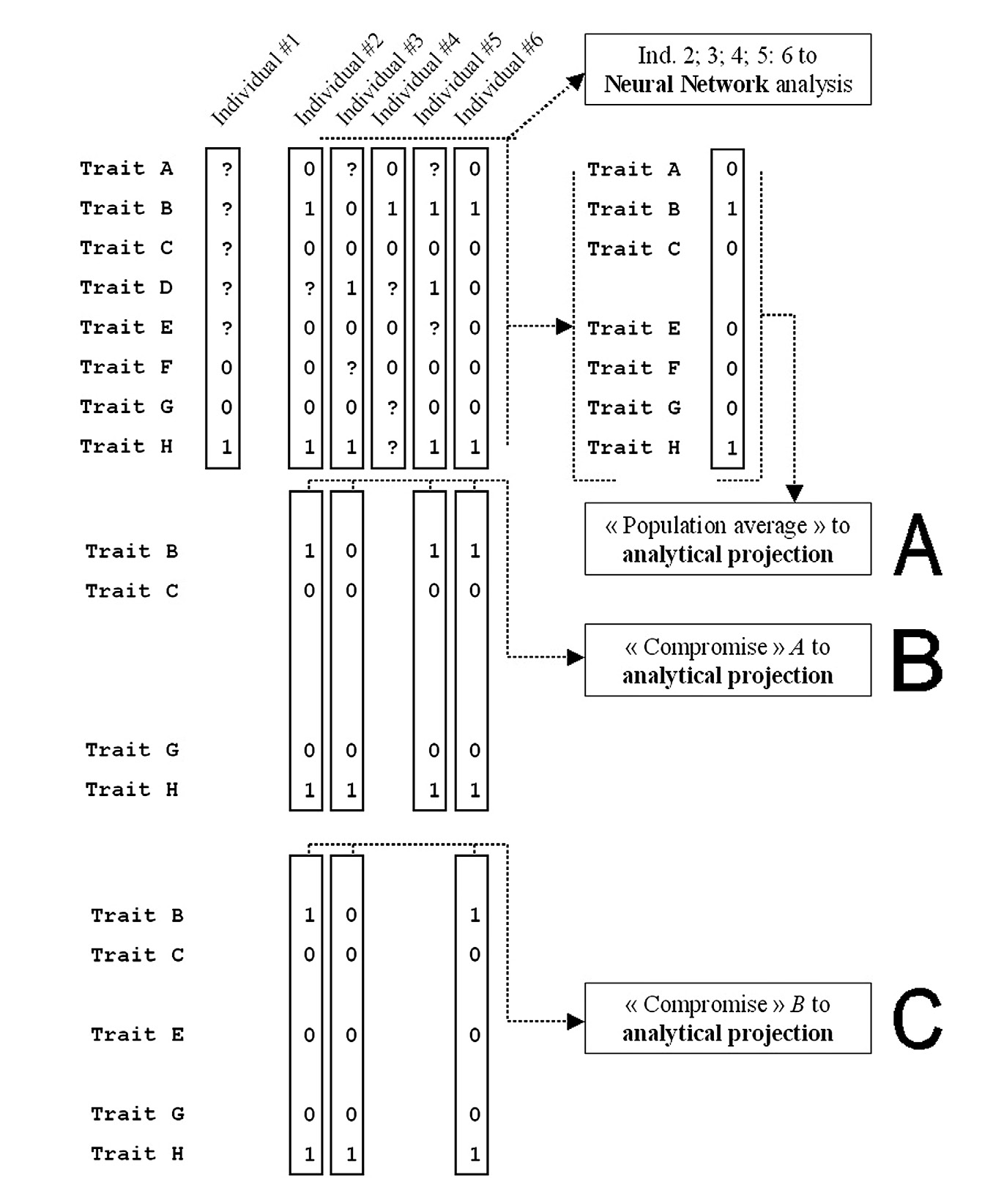 Fig. 2 – Examples of data vectors defined by eight dental traits (A; B; C; D; E; F; G; H). On the top of the figure a dataset of 6 individuals is displayed and the descriptors correspond to the presence (1) or absence (0) of a given dental trait. Missing measures are reported as “?”. As all vectors present missing descriptors, we visually suggest the various strategies that are generally adopted to analyze them. In analytical projections (like MDS or PCA), no missing data can be processed, therefore individual samples can be converted in a population vector whose descriptors correspond to a majority rule consensus concerning available descriptors (case A). Otherwise, a compromise between the number of individuals or the number of observations that are kept for the analysis has to be achieved. In B there are 4 individual vectors (#2; #3; #5; #6) with 4 traits (B; C; E; G; H); in C there are less individuals (#2; #3; #6) with more descriptors defining them (B; C; E; G; H). Artificial Neural Network analysis can be used to process the full set. Please note that the vector corresponding to “Individual #1” has been excluded from analyses due to its too many missing descriptors.