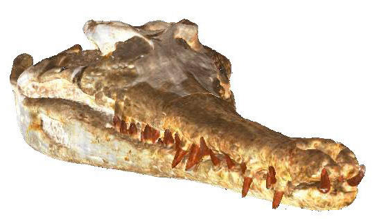 Fig. 1 – Scansione con scanner 3D di un reperto paleontologico.