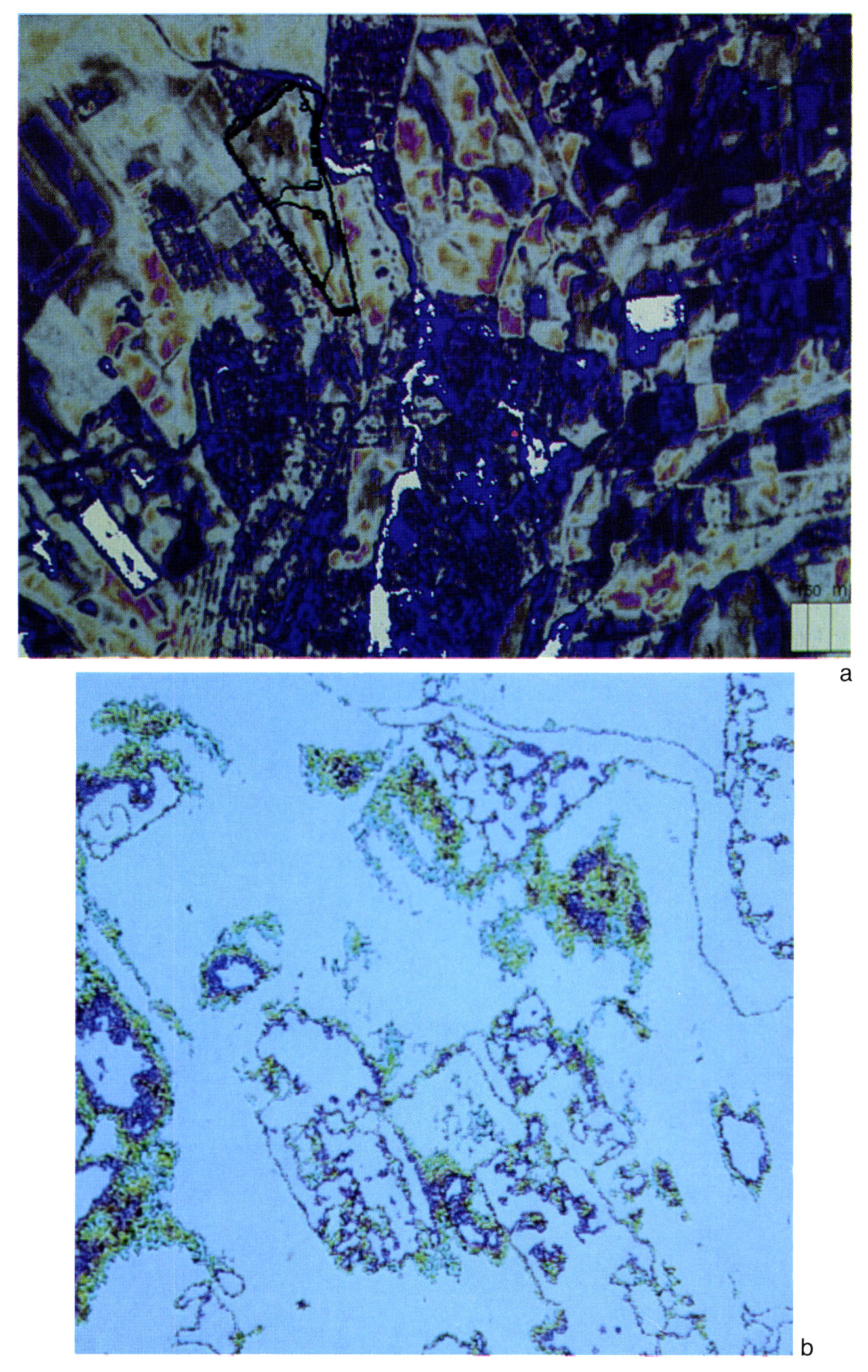 Tav. II - a: “Overlay” del rilievo del sito completato sul campo sulla elaborazione digitale del­ l’immagine.
b: Analisi a soglie della foto aerea sul sito daunio di Villa Faragola.