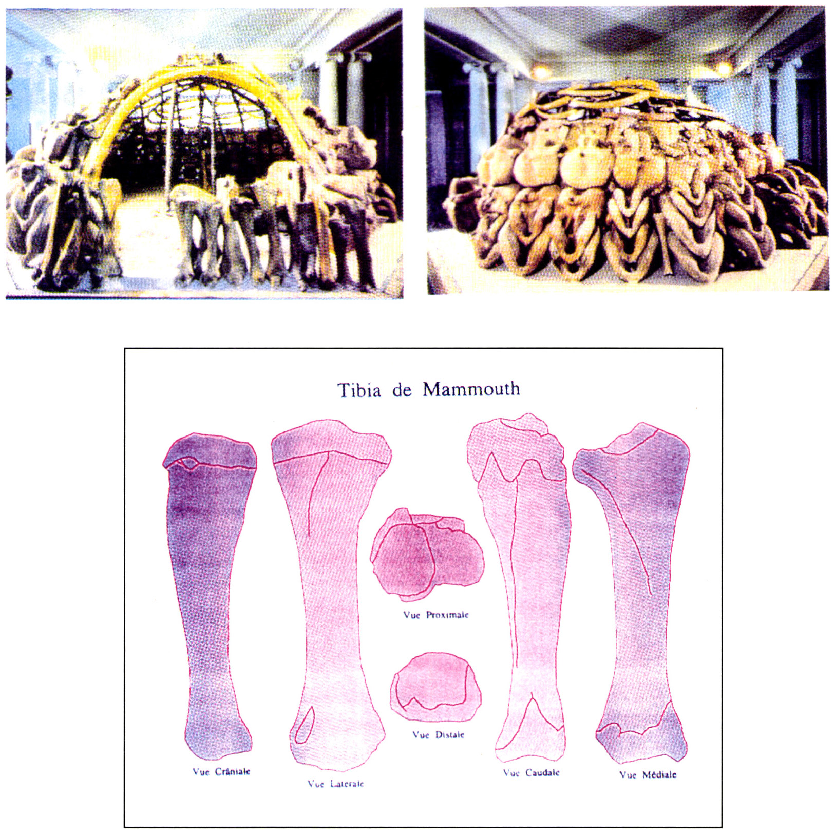 Tav. Xl - a: Reconstitution de la cabane de Mezeritche au Musée de Zoologie de Kiev (Ukraine). 
b: Numérisation d’un tibia de mammouth sur ses six faces.