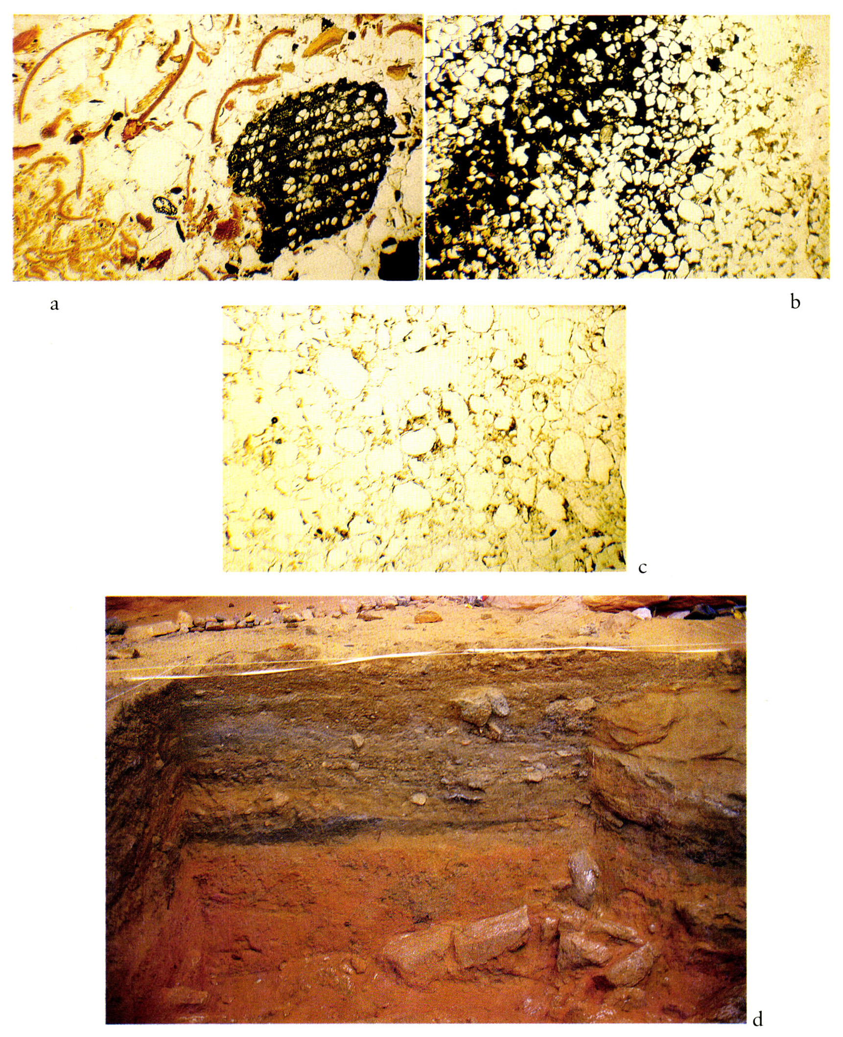 Tav. XXVI - a, b, c: Immagini delle sezioni sottili relative alle macro unità identificate nella serie stratigrafica (PPL 16x): a) Unità 1 “Organic unit’’: accumuli di vegetali e lenti cinerose relativi alla Fase “Mesolitica” (8000-9000 BP); b) Unità 2 “Colluvial sands”: sabbie colluviali relative alla Fase “Epipaleolitica” (10000-9000 BP); c) Unità 3 “Aeolian sands”: sabbie eoliche di fase iperarida con frequentazioni di Fase Paleolitico Medio (Ateriano?). d: Sezione stratigrafica della parete sud dello scavo di Uan Afuda acquisita mediante scanner piano AGFA (risoluzione 1200 dpi).